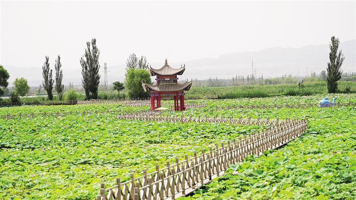 七月金沙岛 繁花醉游人