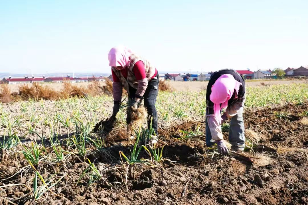 山门村：红葱映红共富路